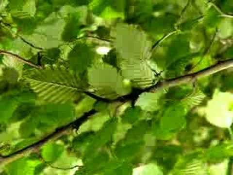 reflections on a hornbeam