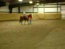 kendall barrel racing