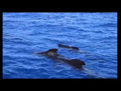 PERIODO FORTUNATO PER LA RICERCA DI CETACEI, MOLTI AVVISTAMENTI