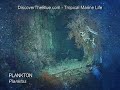 Plankton | Tropical Marine Life