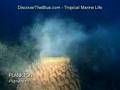 Plankton | Tropical Marine Life