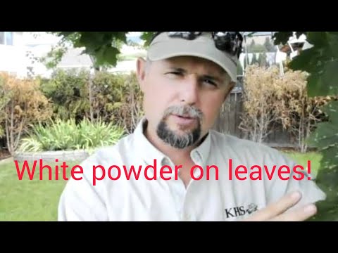 how to treat fungus on japanese maple