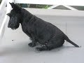 Beautiful Jack, the Scottie just loves spending on our front deck! Beautiful Jack, the Scottie just loves spending on our front deck!
