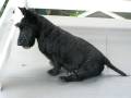 videos de Beautiful Jack, the Scottie just loves spending on our front deck!