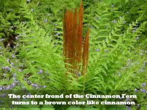 how to transplant ostrich ferns
