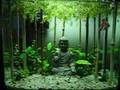 My Betta Tank