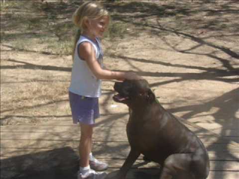 pit bull