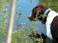 videos de Frog dog