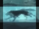 Wolfs Rain - Faint (remix)