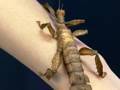Giant Prickly Stick Insect