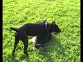 Oz,cane corso, gioca con un pt
