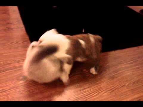 PIEBAWLD THE WRESTLER PUPPY