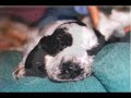Cocker Welpen/Puppies/Szczenieta J-Wurf/Litter