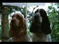 Cocker Welpen/Puppies/Szczenieta J-Wurf/Litter