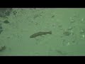 Fliegenfischen an der Ybbs auf �schen und Forellen
