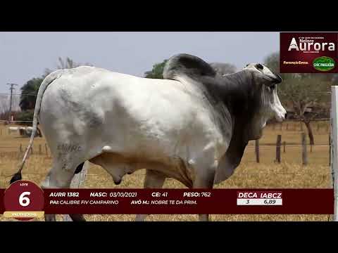 4� De Olho na Fazenda - NELORE AURORA participa��o Chico Paulic�ia