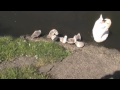 Click here to watch this video 7 cute signets and their parents