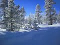 Dog Sled Ride in Sweden