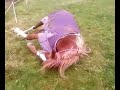 sleeping horse will  not get up shes drunk  (welsh cob) ps ITS NOT COLIC get over it