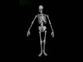 Cossack Skeleton