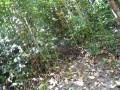 bugs in jungle.mov