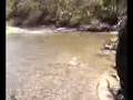 Rickys trout