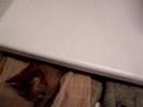 Midget in the drawer Midget in the drawer