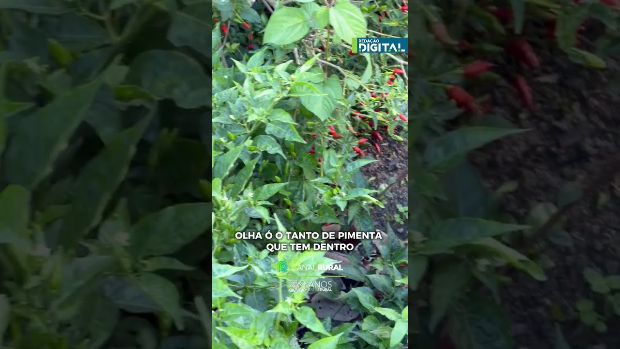 Jiboia escondida em pé de pimenta assusta internautas