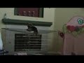 escaping monkey dog! escaping monkey dog!