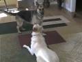 videos de playtime.wmv