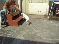 ambull pups