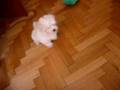 videos de Teddy primera mañana