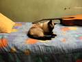 Mi gata bañandose