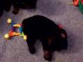 "A" litter Wilynholz 3 weeks old - Rottweiler puppies