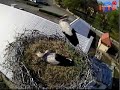Stork`s defence-The fight between storks-Bociany si? broni?
