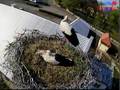 Stork`s defence-The fight between storks-Bociany się bronią