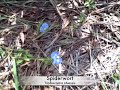 EatTheWeeds: Episode 37: 24 wild edibles in Wekiva state park EatTheWeeds: Episode 37: 24 wild edibles in Wekiva state park
