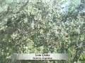 EatTheWeeds: Episode 37: 24 wild edibles in Wekiva state park