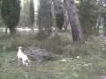 cacciare con una grande pointer a beccacce tania cacciare con una grande pointer a beccacce tania
