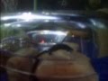 videos de Aquadomehome