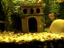 life in my aquarium