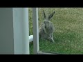 Beautiful Visitor Enjoying A Live Stream, Part 2