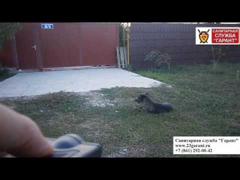 Отпугиватель для собак видео