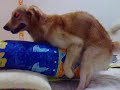 Wang Wang Humping a bolster Wang Wang Humping a bolster