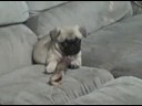 my doggies