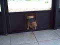 Fat Dog in a Catdoor Fat Dog in a Catdoor