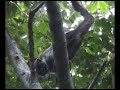 Coati Cuties