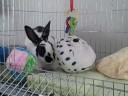 MacKenzie Bunnies - Bubbles Playing with Mr. Puffers