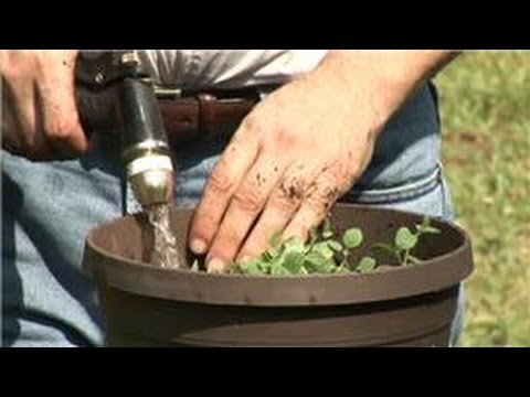 how to replant oregano
