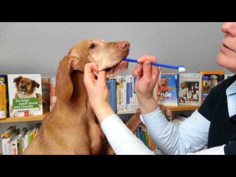 Wie putze ich meinem Hund die Zähne?
